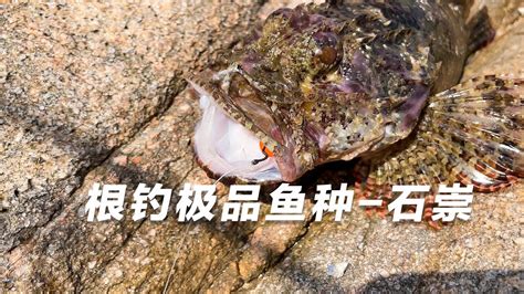 石崇魚禁忌|古今談：石崇魚的故事